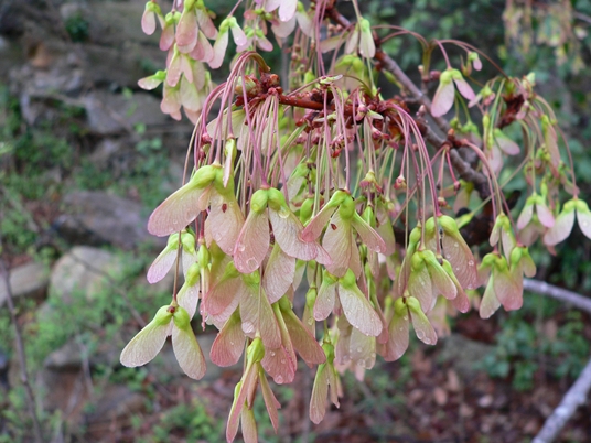 {Acer rubrum var. rubrum}